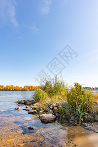 在基埃Dnieper河附近看到柳树和阳光海滩香蒲橙子芦苇海岸天空季节植物反射图片