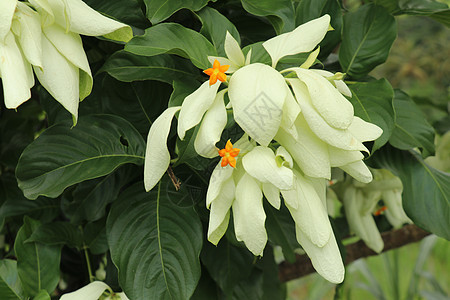 美丽的黄色 Mussaenda 花宏指令 白色种 Mussaenda 花开橙色花季节佛灯叶子灌木植物学植物玫瑰生长公园花园图片