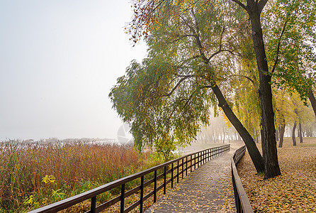 基辅纳塔卡公园的脚桥木头景观码头建筑学树木薄雾人行道树叶城市天空图片