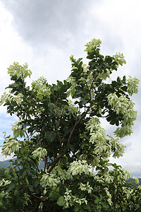 白色的 Mussaenda 花 美丽的小黄色 白色种 Mussaenda 花开橙色花星星咖啡植物季节花园花粉生长热带植物群家庭图片