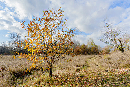 秋天草原上的小橘子树日落天气草地太阳阳光树木橡木叶子场地森林图片