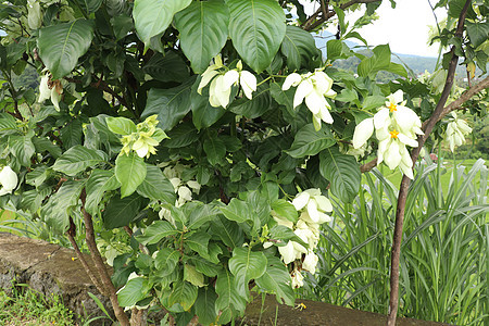 白色的 Mussaenda 花 美丽的小黄色 白色种 Mussaenda 花开橙色花花卉植物学季节植物群树叶花瓣星星热带灌木生长图片