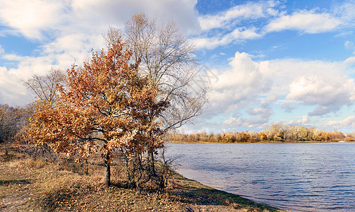 在秋天 靠近河岸附近的小橘子橡树森林叶子太阳天空季节场地橙子空地树叶乡村图片