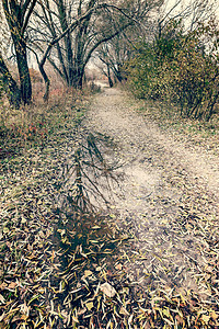 秋雨过后水坑的戏剧性景象森林石头车道反射绿色小路季节性枝条树叶下雨图片