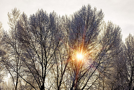 寒冬的太阳光穿过树枝 穿过树枝天空城市季节温度阳光冰雪蓝色日落背光天气图片