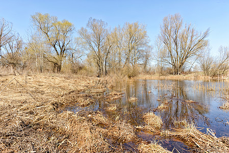 湖 干草和树稻草黄色天空季节森林场地农村反射湿地树木图片