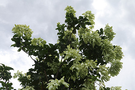 白色的 Mussaenda 花 美丽的小黄色 白色种 Mussaenda 花开橙色花树叶星星热带咖啡花园花瓣植物植物学季节花粉图片