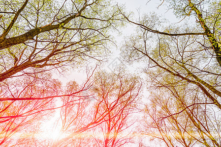 森林和天空与太阳公园黄色射线树木阴影叶子树干绿色树叶植物图片