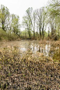 湖 干草和树季节场地芦苇黄色农村反射湿地森林树木宽叶图片