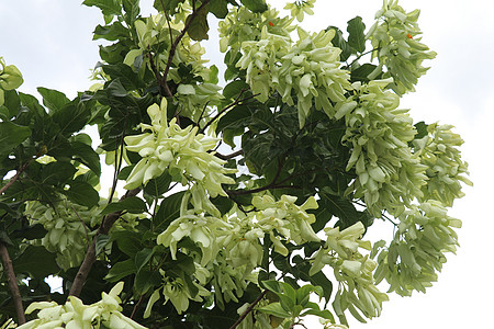 白色的 Mussaenda 花 美丽的小黄色 白色种 Mussaenda 花开橙色花季节花粉树叶花卉生长植物学花园灌木热带花瓣图片