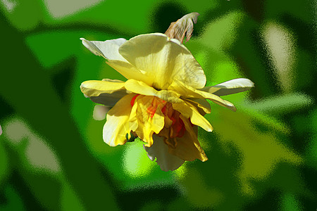 鲜花的春香花园自由希望水仙花绢花喜悦创造力空气季节背景图片