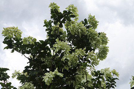 白色的 Mussaenda 花 美丽的小黄色 白色种 Mussaenda 花开橙色花植物学树叶植物咖啡花园灌木花瓣植物群季节花粉图片