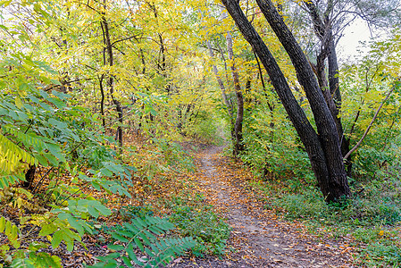 秋季森林公园踪迹环境小路木头阳光季节太阳绿色车道图片