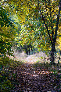 秋季森林绿色叶子踪迹季节人行道橡木公园小路环境阳光图片