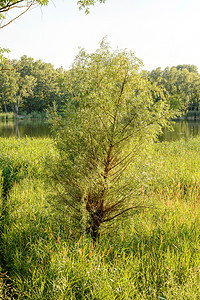 靠近湖边的Reeds和Willow池塘反射香蒲湿地天空植物蓝色芦苇支撑绿色图片