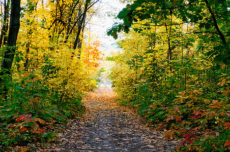 秋季森林途径植物黄色绿色木头季节性树叶小路叶子树木图片