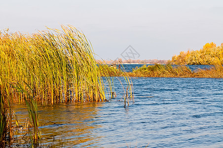 Dnieper河的秋天风景高光阳光黄色公园芦苇魔法反射旅行海浪图片