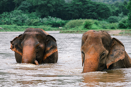 亚洲大象 在泰国深森林中具有自然特征的亚洲大象动物荒野喇叭哺乳动物热带旅游植物群游客树干动物群图片