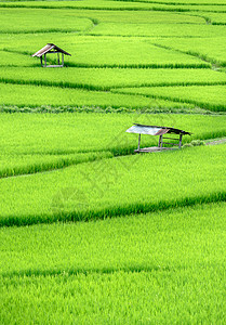 绿地绿地稻田栽培环境文化生长热带旅行场景阳台种植园土地图片