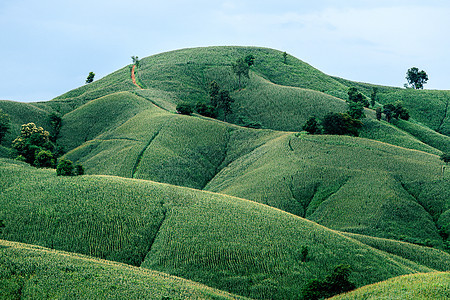 美丽的夏季风景 阳光明媚的玉米田地日图片