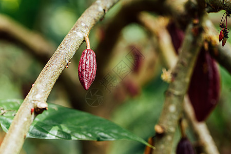 Cacao 树 天然有机可可果豆丛林烘烤植物异国巧克力热带生长情调森林食物图片