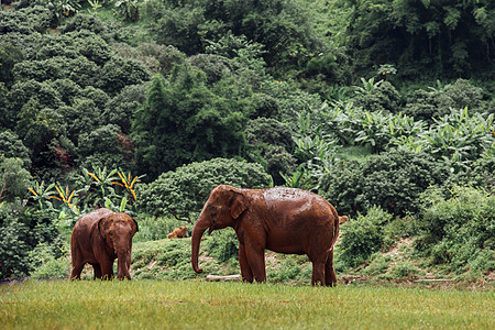 亚洲大象 在泰国深森林中具有自然特征的亚洲大象热带植物群树干国家哺乳动物重量旅行野生动物骑术公园图片
