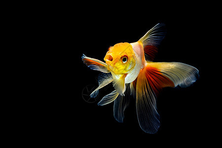 在深黑黑色背景下被孤立的金鱼宠物红色橙子背景图片