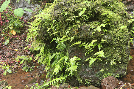 印度尼西亚巴厘岛喷雾瀑布的一块湿巨石 热带丛林中的棕色石头 热带植被被潮湿的石头及其周围环境所覆盖 自然背景荒野森林树叶岩石树木图片