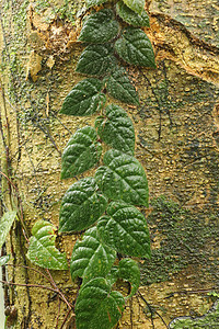 深绿色叶子的热带攀缘植物生长着一棵巨大的榕树 Variegata 的树干 印度尼西亚巴厘岛热带丛林中树皮上的爬行寄生虫 自然背景图片