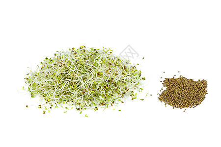 Alfalfa 芽和种子图片