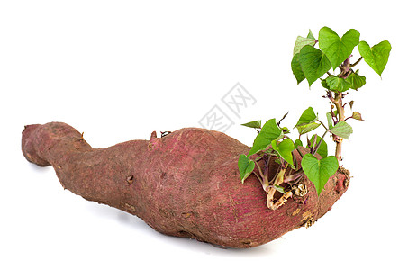 硝化甜土豆投标红色绿色植物学食物植被生活块茎灯泡叶子图片