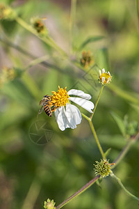 勤劳的小蜜蜂在花朵上采集蜂蜜白色宏观草地绿色昆虫花园黄色植物群蜜蜂场地图片