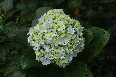 八仙花属白花开花的细节 八仙花属淡白色花丛的特写镜头 巴厘岛的 印度尼西亚发现白色霍滕西亚花背景图片