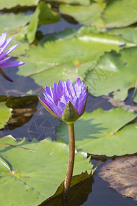 日光下紫水百合花粉色百合荷花花园植物池塘植物群叶子绿色花瓣图片