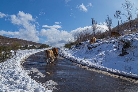 山上有雪的奶牛生产反刍动物荒野森林高地天气喇叭牧场农业农场图片