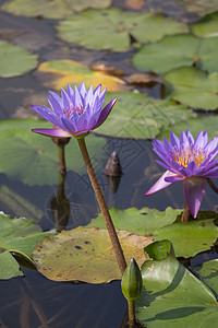 日光下紫水百合花叶子紫色花朵植物群植物荷花百合池塘花瓣绿色图片