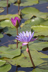 日光下紫水百合花绿色粉色花朵花园百合植物植物群紫色荷花池塘图片