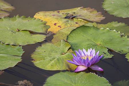 日光下紫水百合花植物群百合花园荷花池塘叶子花朵花瓣绿色粉色图片