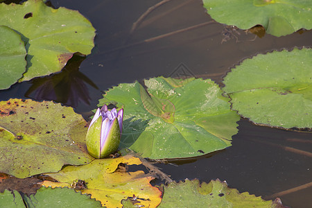 日光下紫水百合花荷花百合花朵植物群绿色叶子植物紫色花园池塘图片