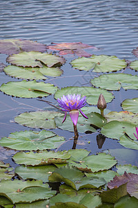 日光下紫水百合花绿色荷花粉色花瓣紫色植物群花朵百合池塘叶子图片