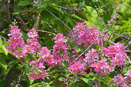 印度的骄傲树叶子墙纸绿色紫色植物学热带天气植物群花园花瓣图片