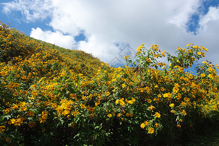 树木金刚石 墨西哥Turnesol 墨西哥向日葵天空旅行黄色荒野花园场地照片爬坡绿色菊花图片