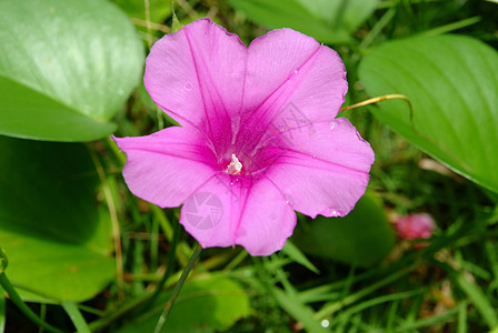 Ipomoea 辣椒异国叶子粉色爬行者番薯海滩植物群鱼腥草荣耀植物图片