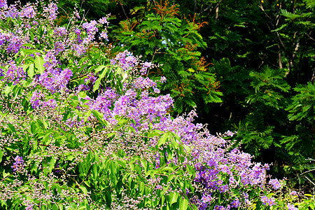 印度的骄傲树热带绿色花园粉色花瓣植物群紫色叶子天气墙纸图片