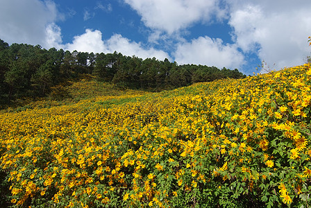 树木金刚石 墨西哥Turnesol 墨西哥向日葵天空黄色花园旅行环境照片绿色场地爬坡蓝色图片