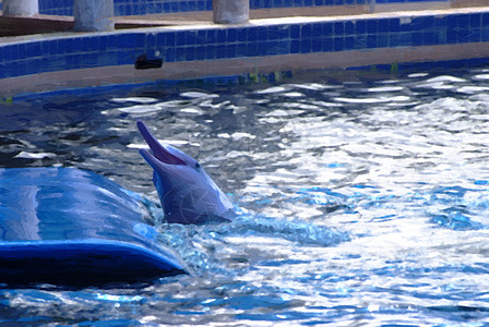 瓶鼻海豚荒野野生动物海滩海洋鼻子蓝色哺乳动物自由墙纸热带图片