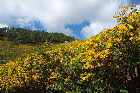 树木金刚石 墨西哥Turnesol 墨西哥向日葵黄色场地环境照片旅行蓝色绿色花园荒野天空图片