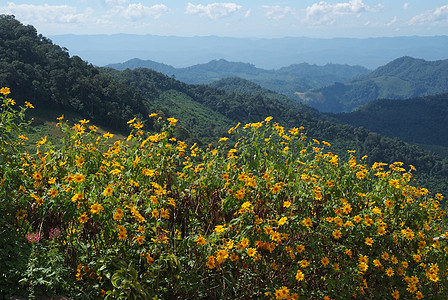 树木金刚石 墨西哥Turnesol 墨西哥向日葵蓝色荒野爬坡照片环境菊花黄色绿色旅行天空图片