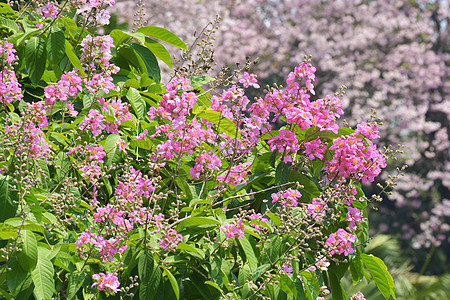 印度的骄傲树植物学天气花瓣植物群绿色粉色花园紫色热带墙纸图片