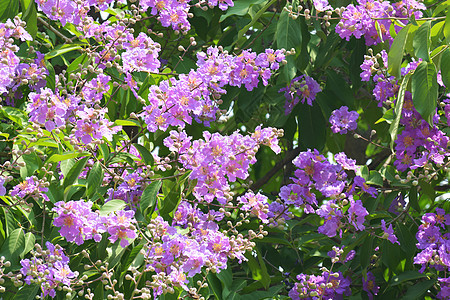 印度的骄傲树花瓣植物学花园墙纸天气紫色叶子绿色热带粉色图片